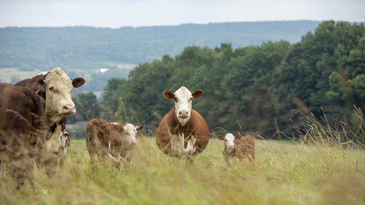 Beef cows on pasture